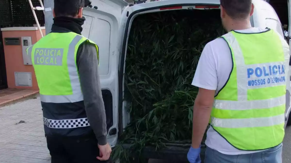 Imatge de dos agents de policia i les plantes de marihuana intervingudes dins d'una furgoneta.