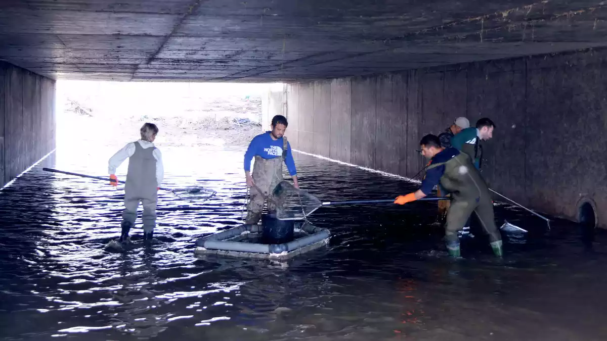 Pla general dels tècnics del parc natural del delta de l'Ebre rescatant peixos a l'interior del sifó de Jesús del canal de la Dreta de l'Ebre. Imatge del 12 de març de 2020