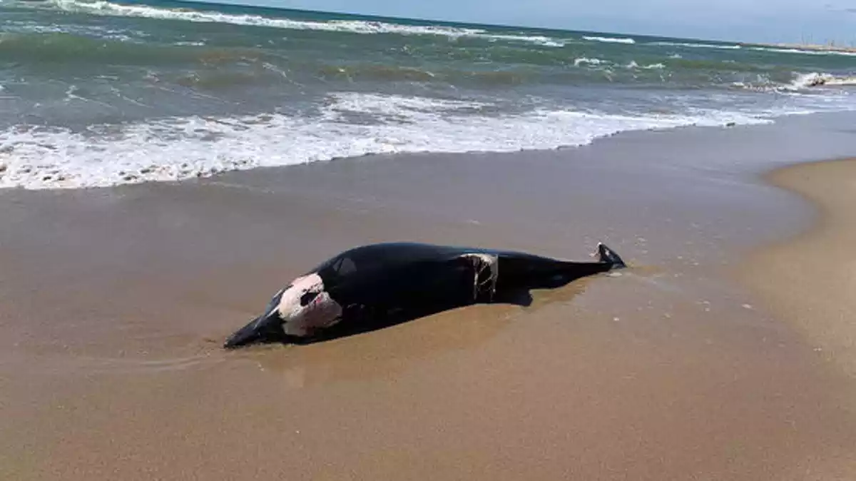Imatge d'un dofí aparegut mort en una platja de Sitges