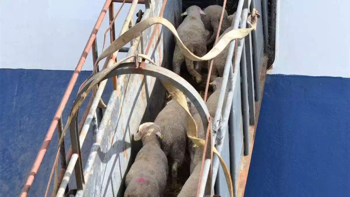 Caps de bestiar ovins pujant a un vaixell al Port de Tarragona