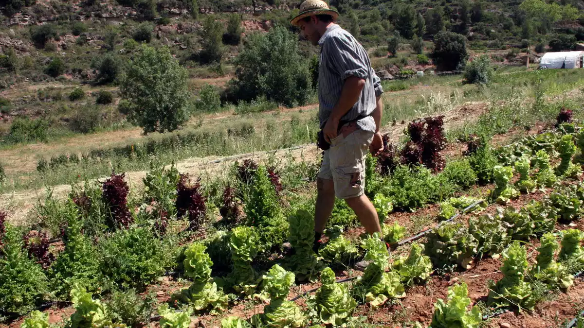 Un home camina entre diferents varietats d'enciams que té plantats a l'Hort del Puig.