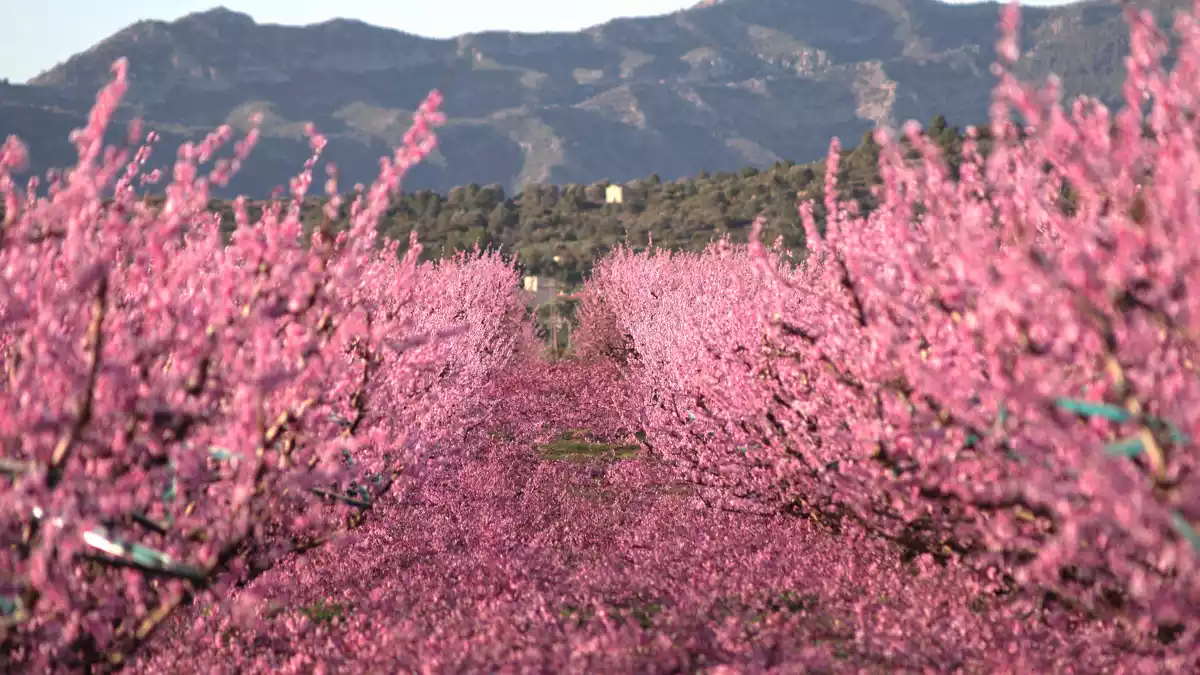 Imatge d'un camp de presseguers florit a la Ribera d'Ebre