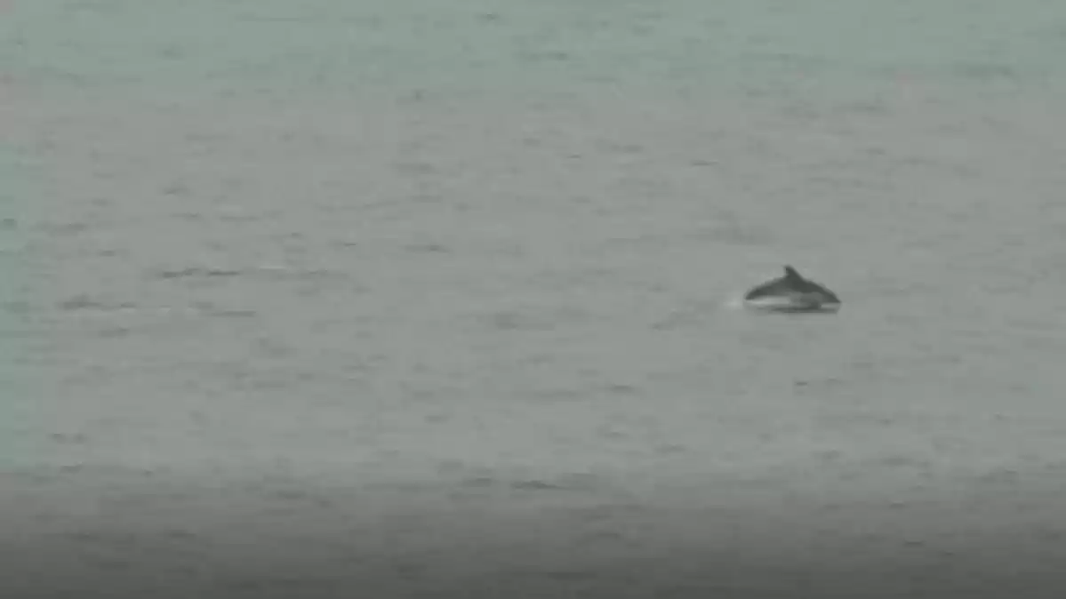 Imatge d'un dofí a Sant Pol de Mar, Maresme