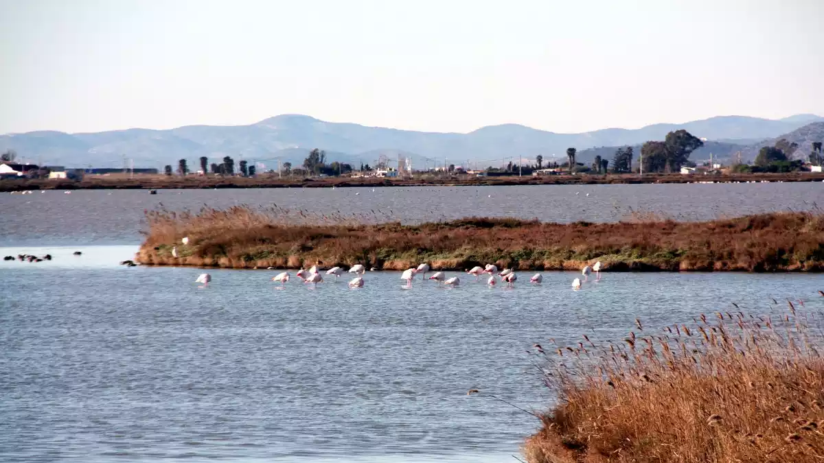 Imatge d'un grup de flamencs a la Bassa de l'Encanyissada, al Delta de l'Ebre