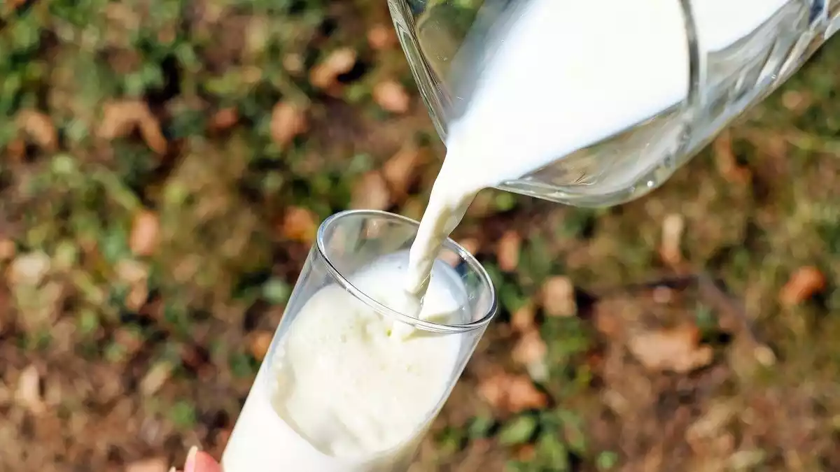 La cadena de supermercats Carrefour ha llençat la seva primera llet ecològica pròpia