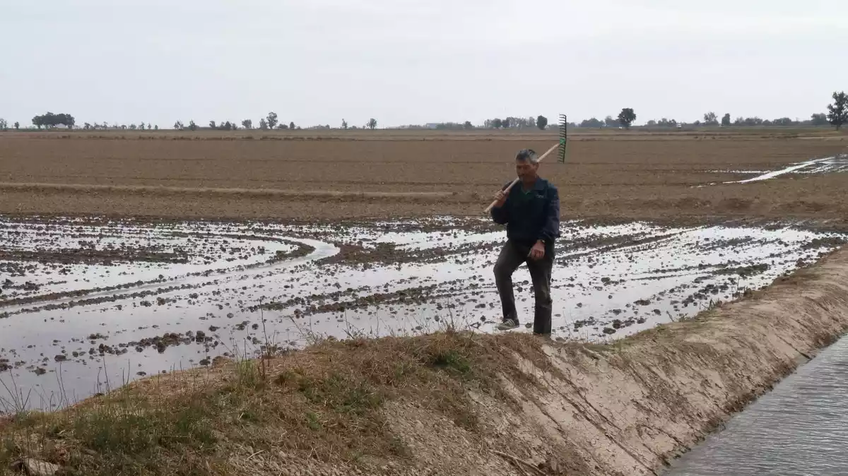 Pla general d'un pagès a la seva finca d'arròs comprovant el procés d'entrada d'aigua a la seva parcel·la.