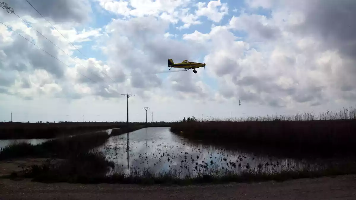 Pla general de l'avioneta que fa els tractaments contra el mosquit al Delta fumigant sobre una arrossar