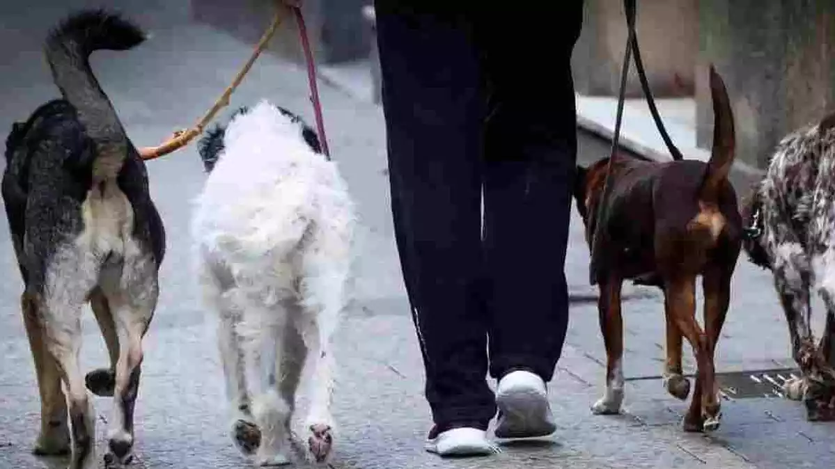 Imagen de archivo de un hombre paseando a varios perros