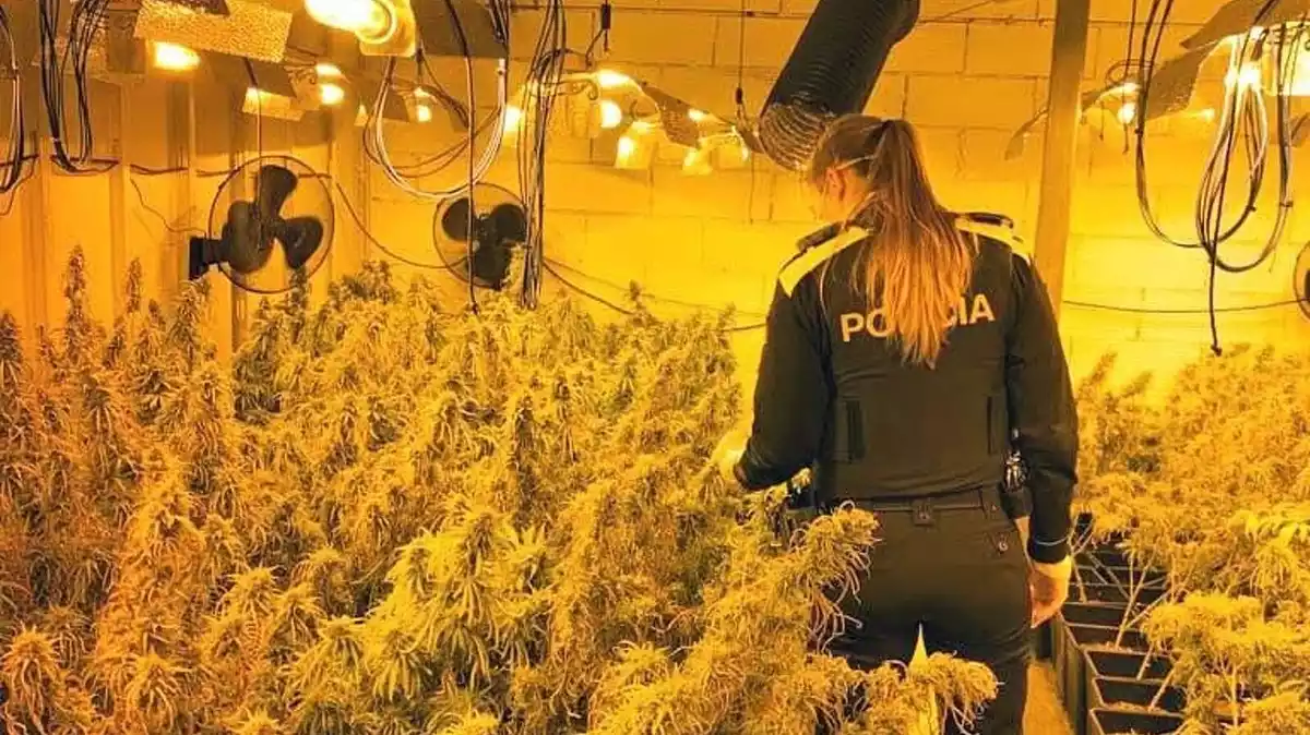 Una agent de la Policia Local de Tortosa durant la intervenció d'una plantació de marihuana a Tortosa