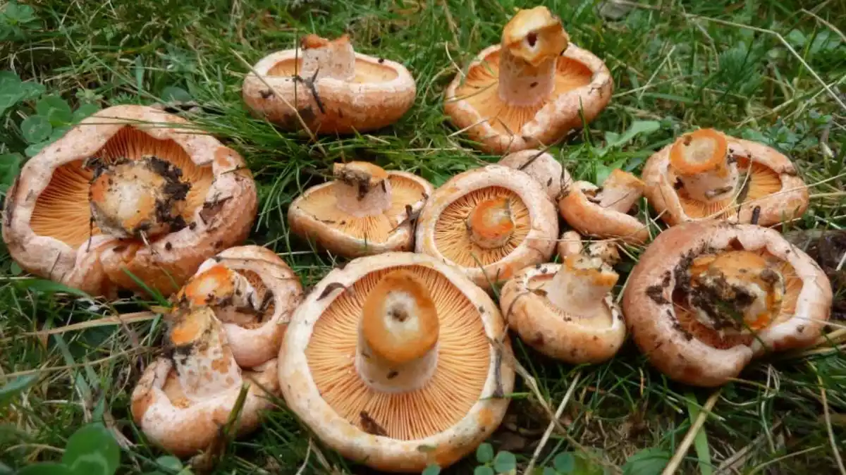 Imatge d'uns quants rovellons trobats en un bosc de Catalunya