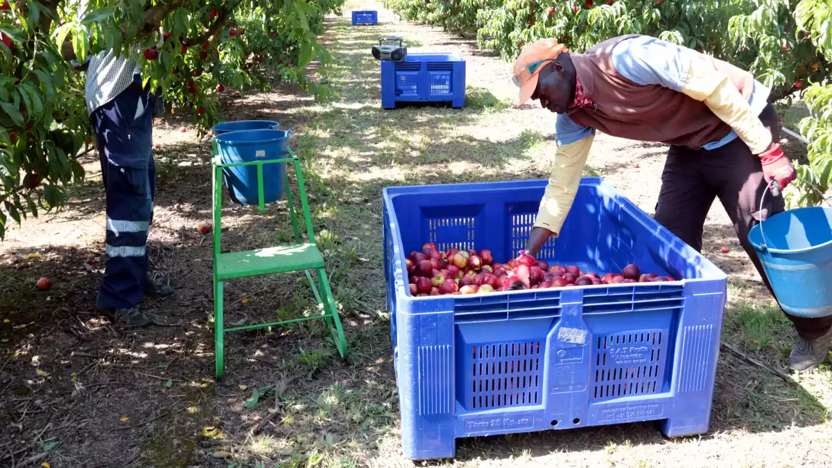Treballadors collint nectarines en una finca agrícola d'Alcarràs