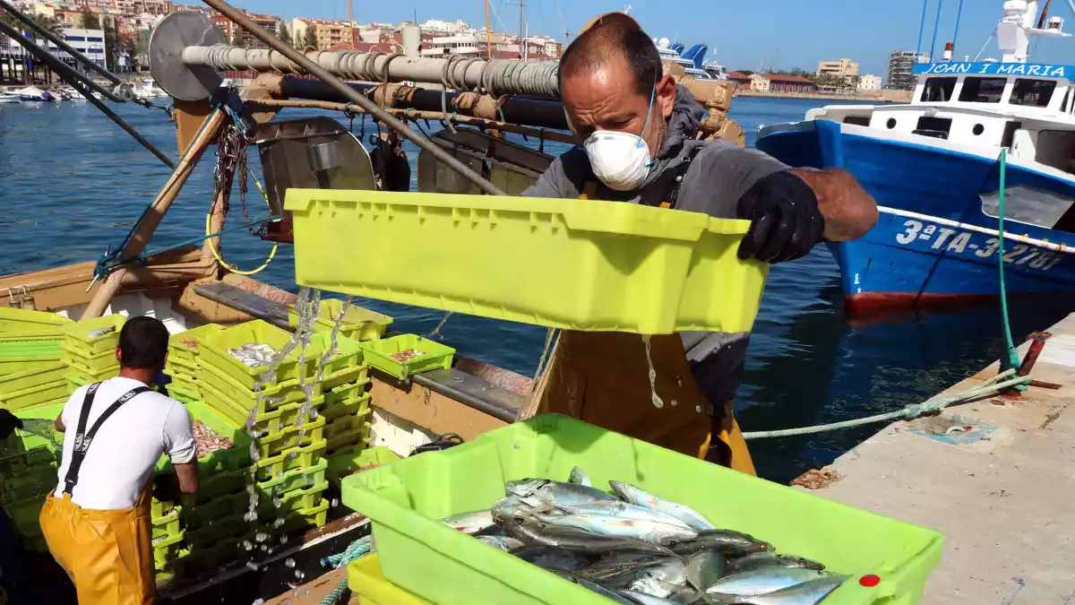 Pla mitjà d'un mariner descarregant caixes de peix d'una barca d'arrossegament al Serrallo de Tarragona, el 24 d'abril del 2020.