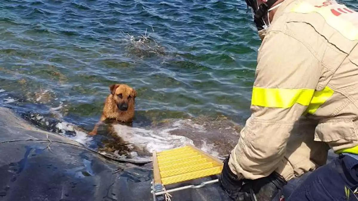 Imatge d'un bombers ajudant el gos a sortir de la bassa, a Santa Oliva