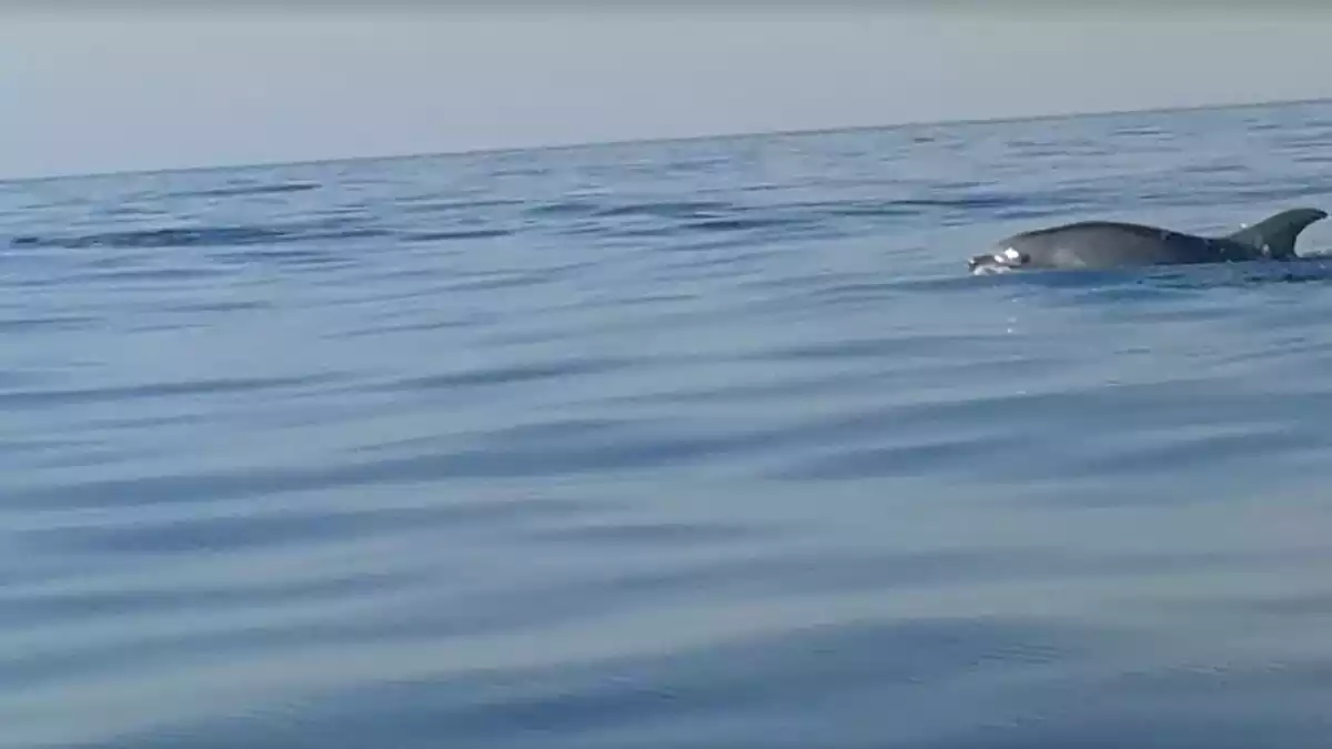 Fragment del vídeo d'un dofí nedant a les Terres de l'Ebre l'agost del 2019