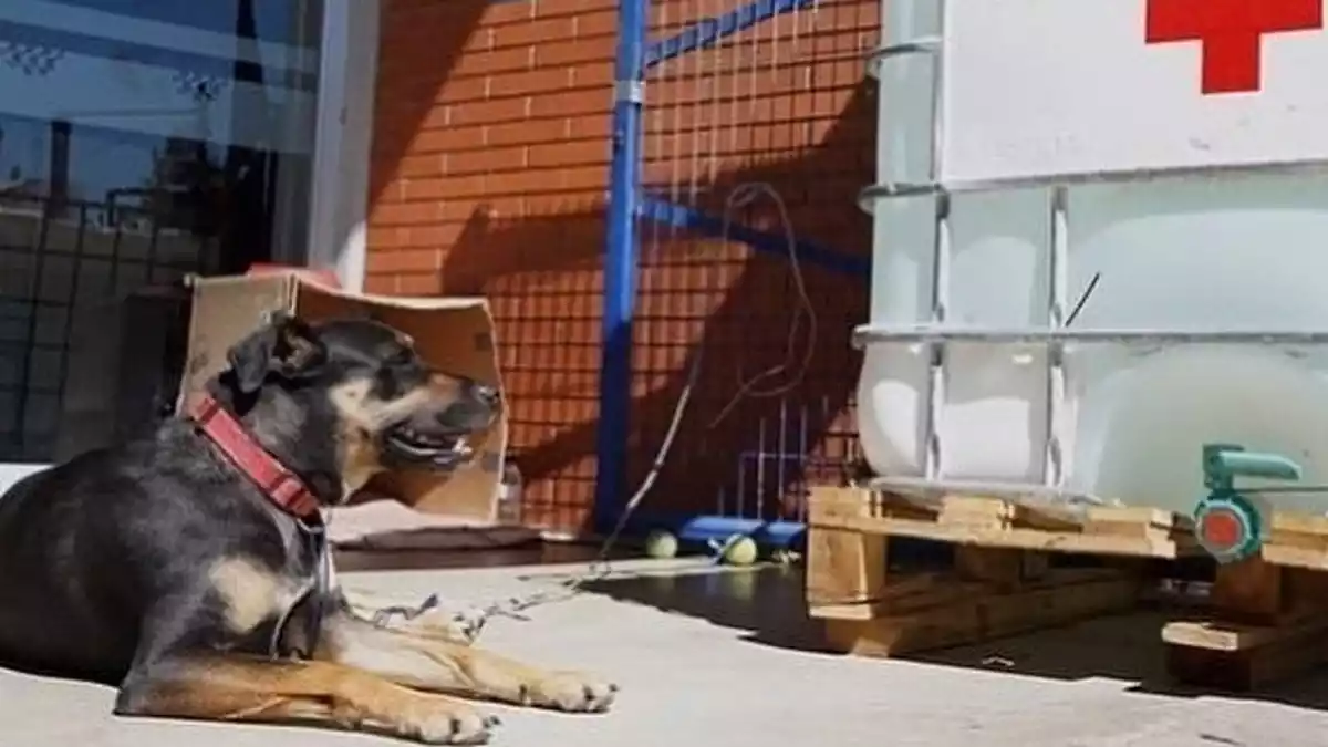 Chica, una gossa que ha estat confinada al Pavelló del Serrallo de Tarragona