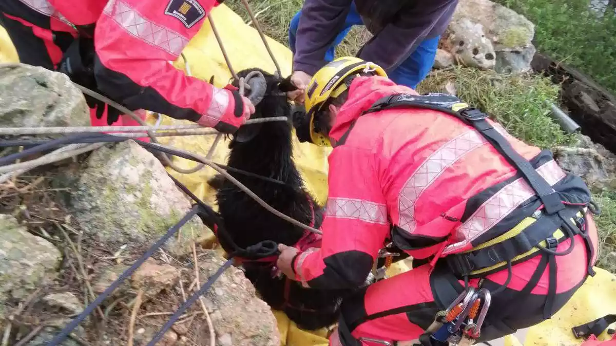 Imatge dels Bombers, després del rescat d'un boc