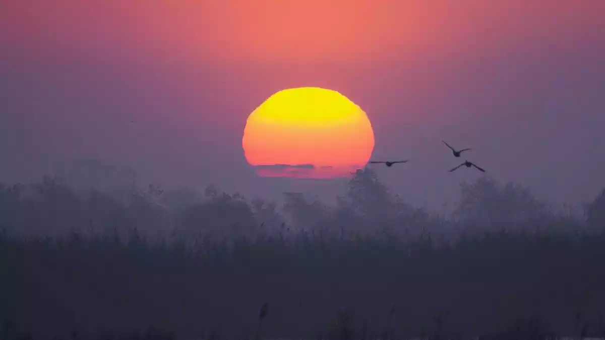 Imatge d'una sortida de sol al Delta de l'Ebre