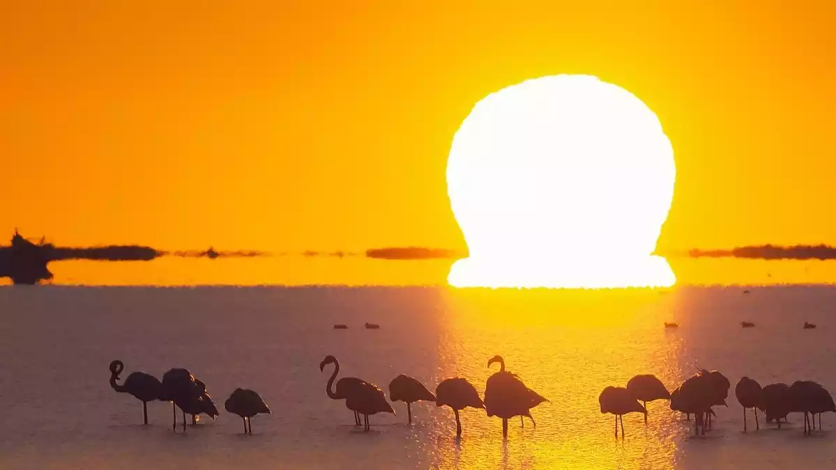 Imatge d'una sortida de sol radiant al Delta de l'Ebre amb els flamencs en primer pla