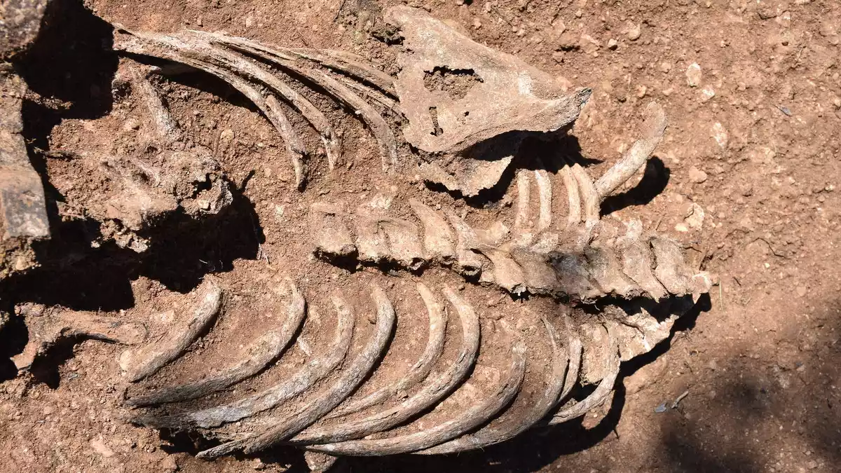 Pla mitjà de l'esquelet localitzat en una fossa de la Guerra Civil a Benifallet