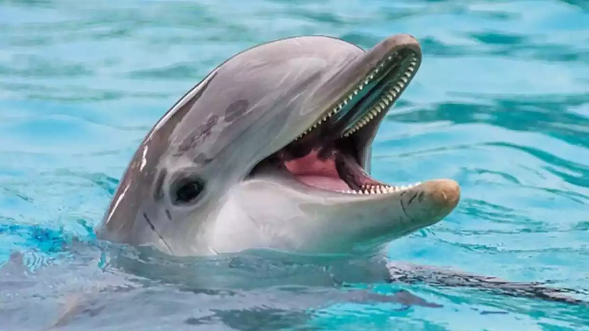 Imatge d'un exemplar de dofí