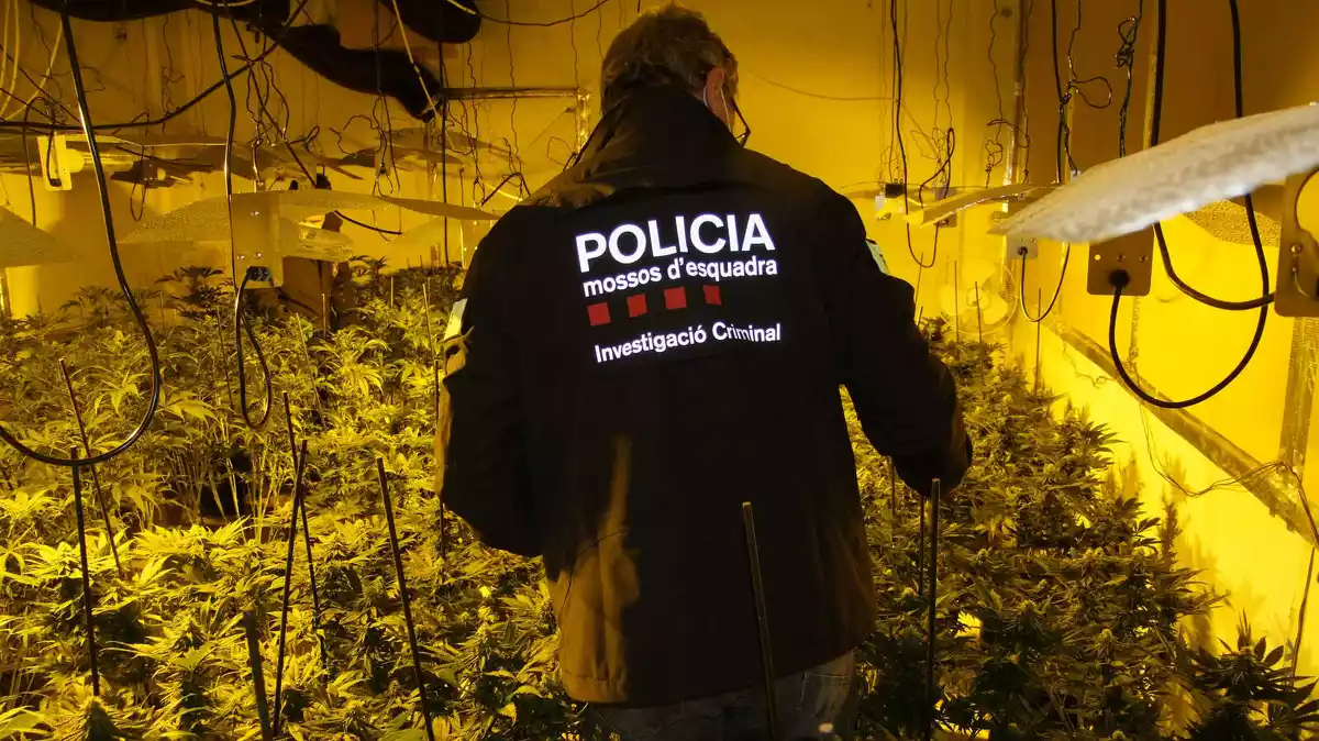 Un mossos a l'interior de la plantació de marihuana intervinguda a Horta de Sant Joan