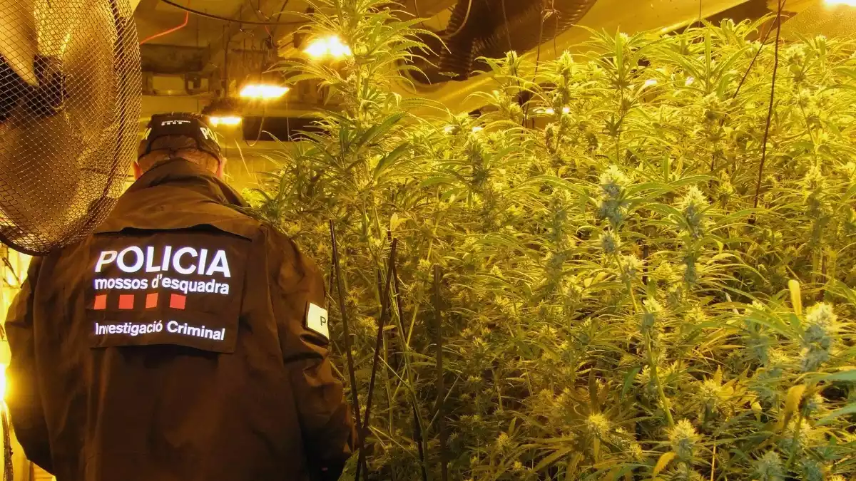 Un mosso d'esquadra, entre les plantes de marihuana trobades en una nau del polígon Belianes de Cambrils.