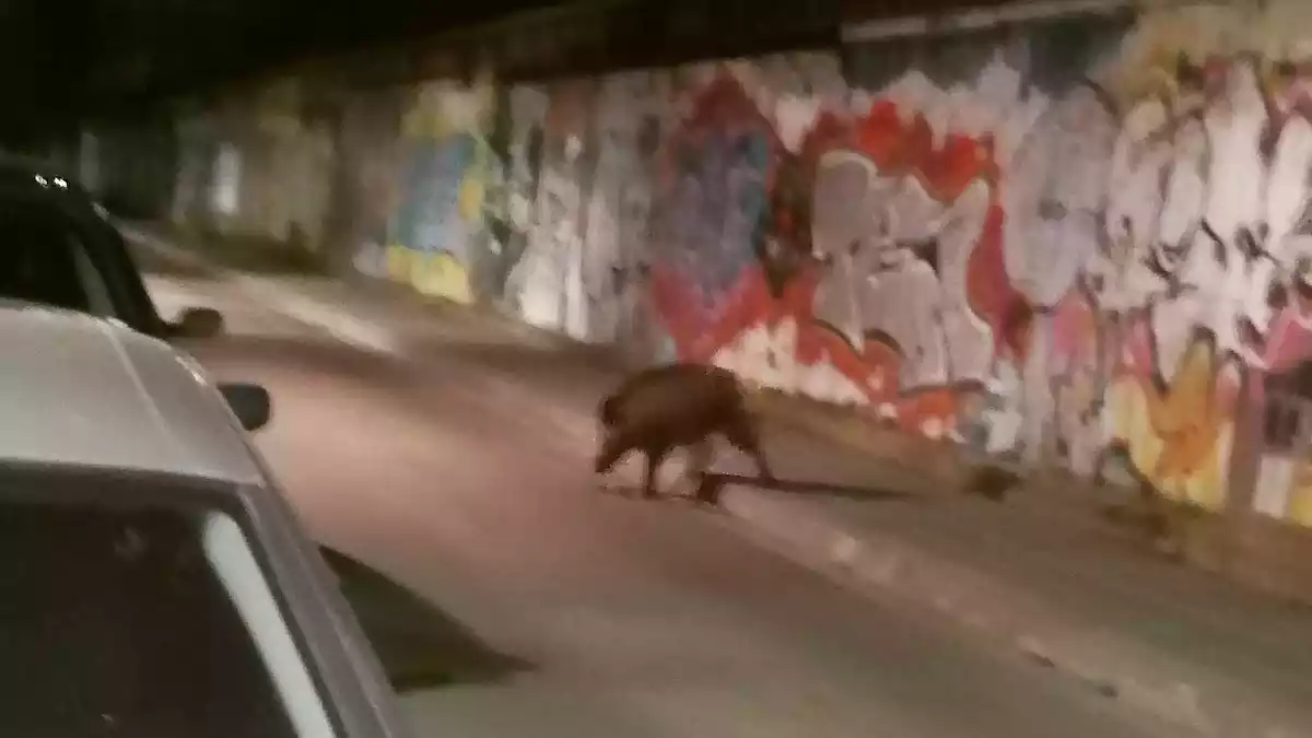 Imatge d'un senglar a Tarragona