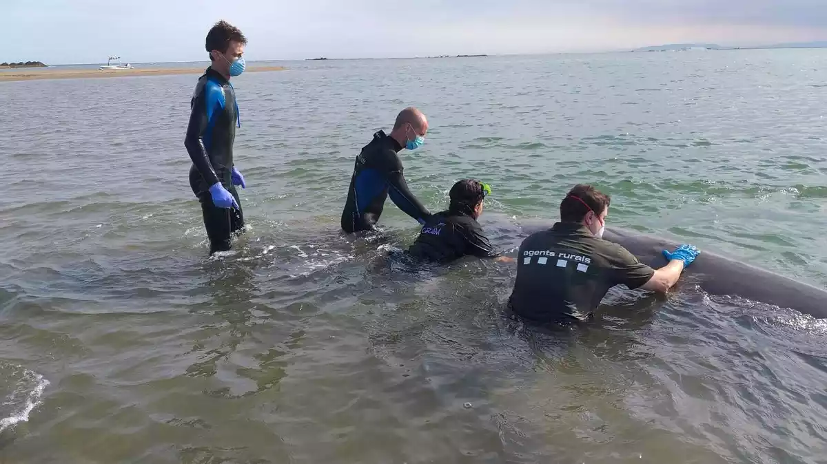 Els Agents Rurals i el CRAM rescatant una balena varada al Delta de l?Ebre