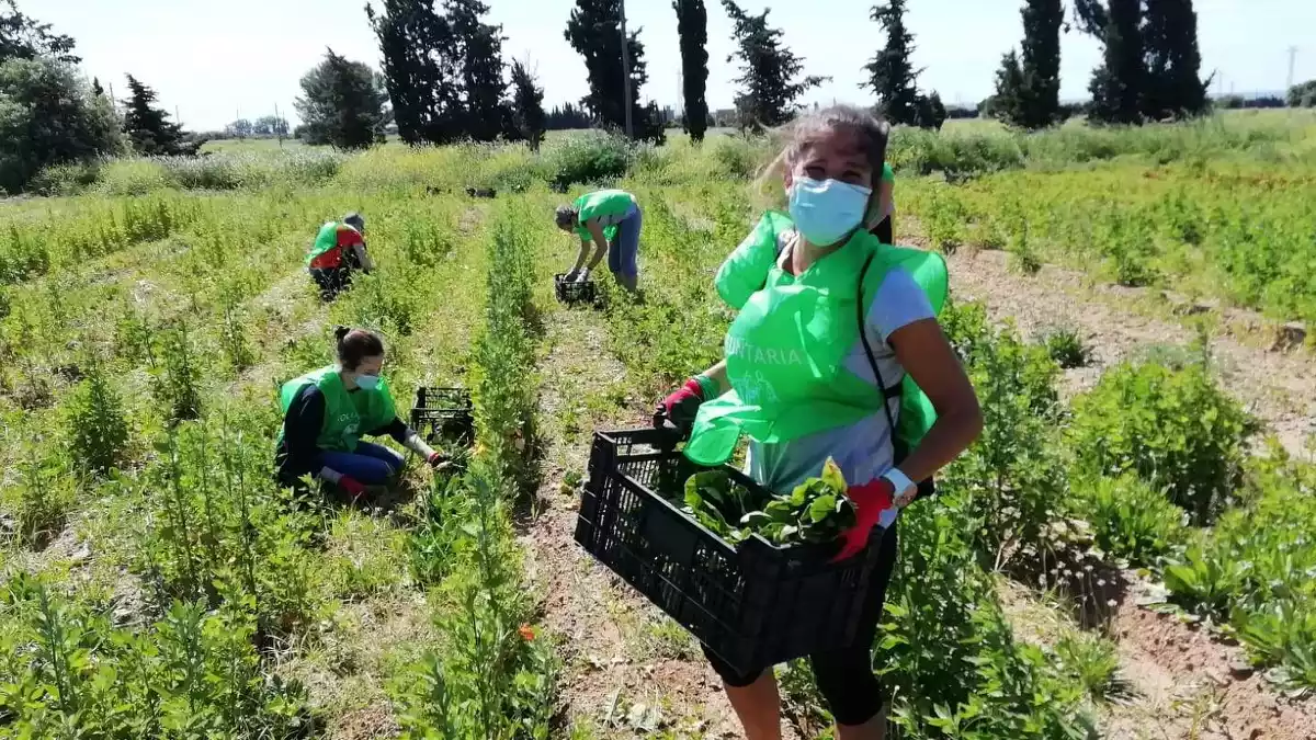 Imatge de l'espigolada organitzada per Fundació Espigoladors