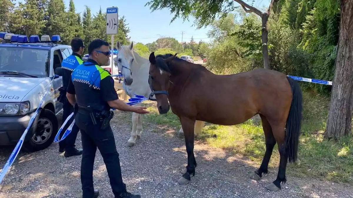 Imatge dels dos cavalls que han aparegut passejant a l'avinguda de Misericòria de Reus