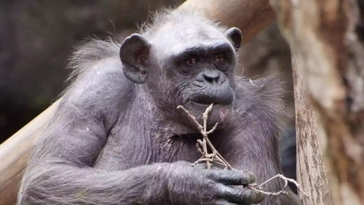 Imatge de la 'Vieja', la ximpanzé més vella d'Europa
