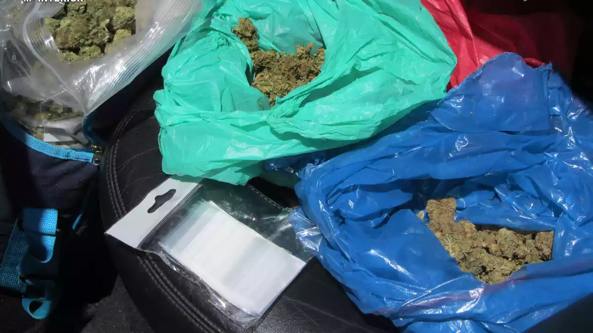 Els cabdells de marihuana decomissats per la Guàrdia Civil i la policia local de Sant Carles de la Ràpita