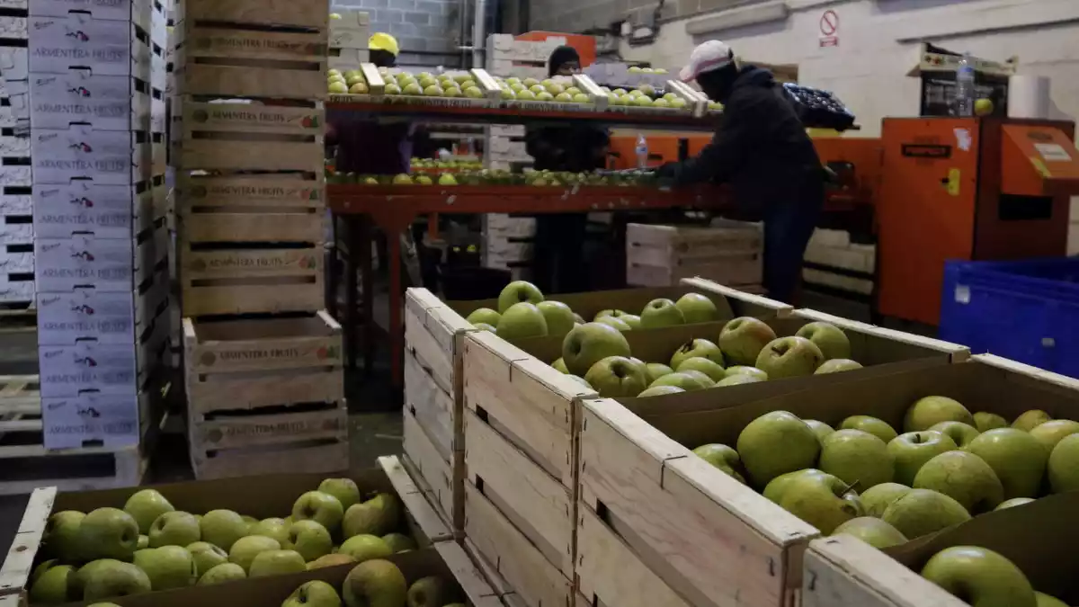 Pla general de treballadors preparant caixes de pomes per proveir el mercat