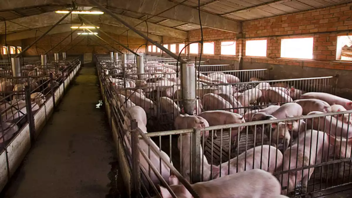 Imatge d'una granja plena de porcs