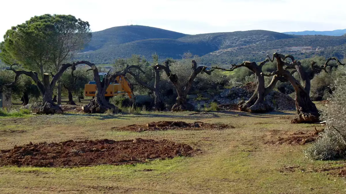 Pla general de la finca de les Codines d'Ulldecona amb terres remogudes i oliveres arrencades preparades per endur-se-les, l'1 de març del 2020