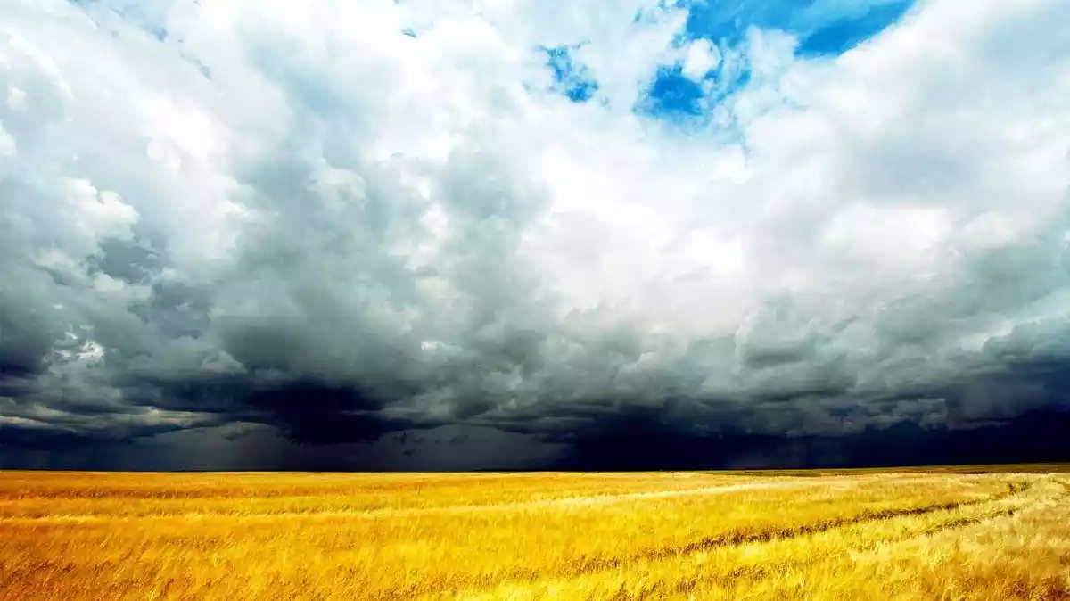 Imatge d'un camp de blat amb una tempesta al fons