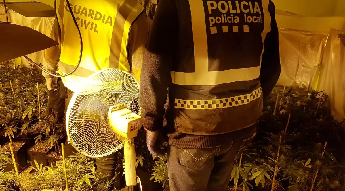 Agents de la Guàrdia Civil en el desmantellament d'una plantació de marihuana dins d'una casa de Roda de Berà. Imatge publicada el 14 de febrer del 2020
