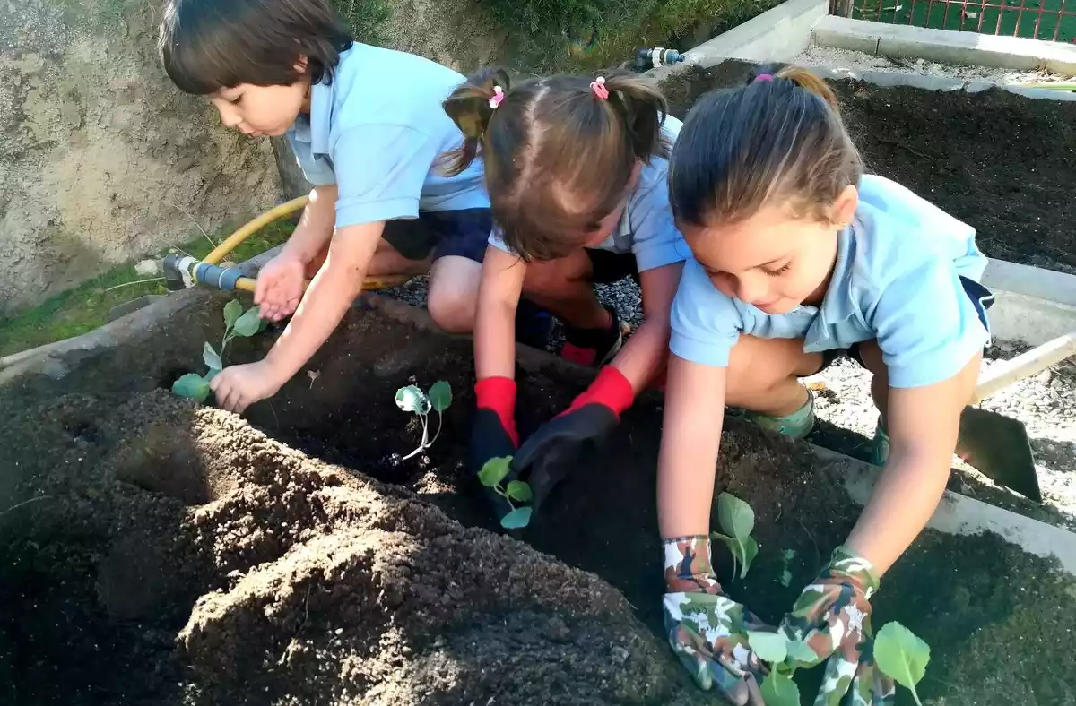 Nens plantant vegetals en un hort