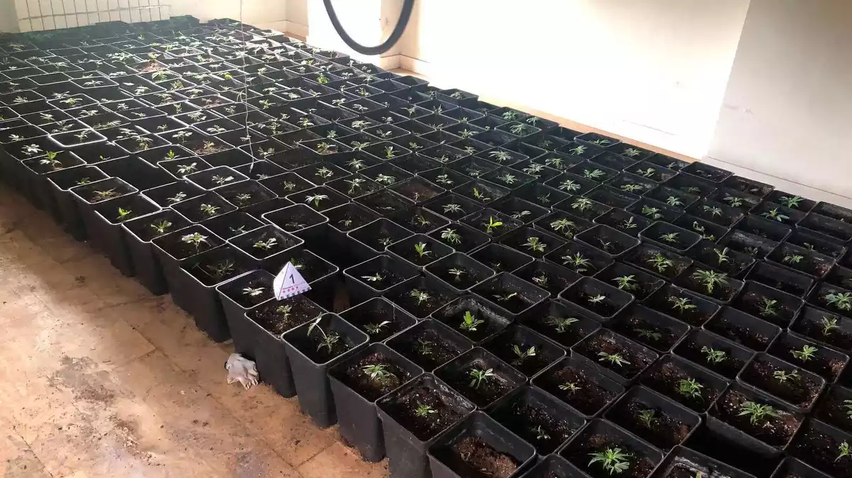 Uns 400 esqueixos de marihuana en una plantació indoor de marihuana en un pis ocupat al Catllar